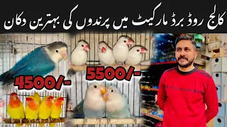 Imran birds shop college road rawalpindi #collegeroadrawalpindi #rawalpindibirdsmarket #viralvideos