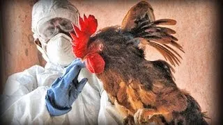 Avian Flu (full documentary)