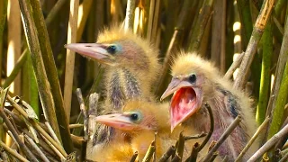 FUNNY & RARE BIRDS ! - Little Bittern / Sir David Attenborough's opinion