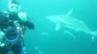 Aliwal Shoal Sharks Dive - Black Tip Bull headbutted Mark