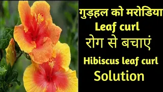 गुड़हल को मरोडिया रोग से बचाएं #hibiscus leaf curl solution