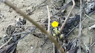 Никогда такого не видел. Мать-и-мачеха цветёт в феврале. Отрадное Калининградская область. Балтика