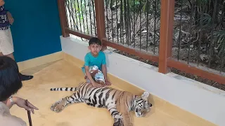 Petting a small TIGER in Tiger Park, Phuket