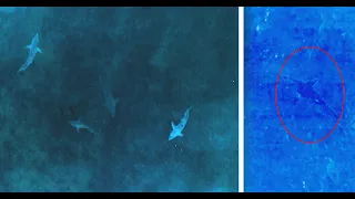 Great White Sharks in Infrared & Footage You've Never Seen Before.