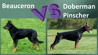 Beauceron VS Doberman Pinscher - Breed Comparison - Doberman Pinscher and Beauceron Differences