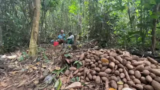 HARVESTING WILD TUBERS IN THE AMAZON FOREST/BRAZIL