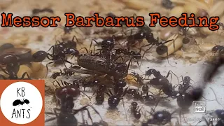 Messor Barbarus Feeding+Update
