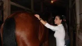 Cavalo tratado por acupuntura