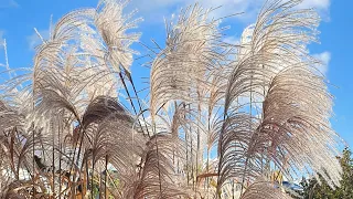 Miscanthus sinensis Memory  / Мискантус китайский Мемори