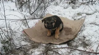 Бомж слёзно умолял девушку забрать маленького щенка, не думая, что это изменит всю жизнь