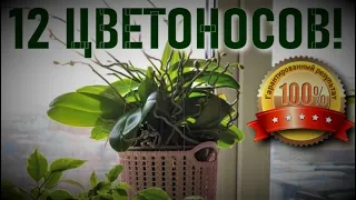 ДЮЖИНА ЦВЕТОНОСОВ, МИЛЛИОН КОРНЕЙ И ДВЕ ДЕТКИ У ОРХИДЕИ! ЧТО ДЕЛАЛА Я?! МОИ УСЛОВИЯ, УХОД, ПОЛИВ!!!