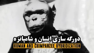 دورگه سازی انسان و شامپانزه | Human & Chimpanzee Hybridization