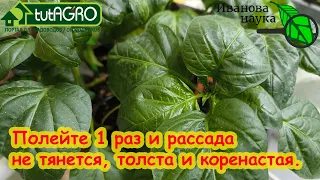 РАССАДУ НЕ УЗНАТЬ ОТ ЭТОЙ ПОДКОРМКИ! Полейте 1 раз и она не будет тянуться, а будет расти в корень.