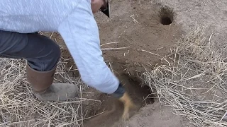 HOW TO SET A BADGER TRAP
