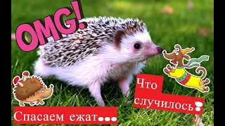 Самые Милые Смешные Ежики!Нереальный позитив от обаятельно фыркающего семейства ежей!КАК СОГНУЛСЯ ЕЖ