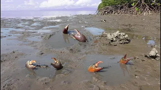 Amazing Catch King Mud Crabs at Mud Sea after Water Low Tide | Season Catch Sea Crab