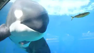 Orcas Hunting Live Fish - Orca Underwater Viewing at SeaWorld San Diego - January 4, 2024