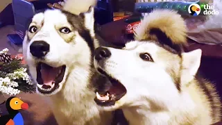 Husky Dogs Howling and Singing Compilation | The Dodo