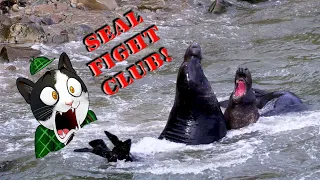 Elephant Seal FIGHT CLUB! Breeding Season Begins! (DRONE/4K) *GRAPHIC NATURE CONTENT WARNING*