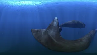 Sperm whales 360° 4K