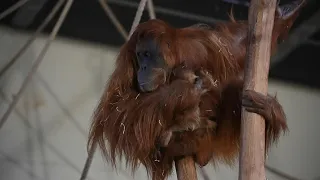 Baby orangutan born in French zoo | AFP