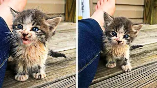 Streunende Katze bittet Familie um Hilfe und will nicht mehr gehen...