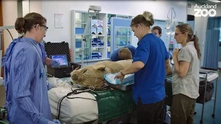 Zoo Tales - A trip to the dentist