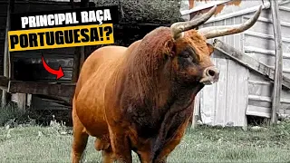 Conheça A RAÇA BARROSÃ | Animal DE MUITA FORÇA e CARNE PREMIUM! #fazendaeboi