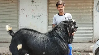 Bullet Raja The Big Punjabi Goat Of Bhiwandi.