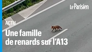 Une famille de renard aperçue sur l’A13, après la fermeture de l’autoroute