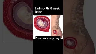 Second month fetus | #baby #maa #trending #youtubeshorts #smartereveryday #medical #india #maa #baby