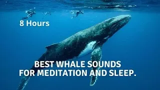 Whale sounds for Meditation: Relaxing sounds, (falling a sleep), ambient listening, yoga