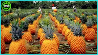The Most Modern Agriculture Machines That Are At Another Level,How To Harvest Pineapples In Farm▶7