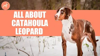 Catahoula Leopard Dog: A Complete Guide