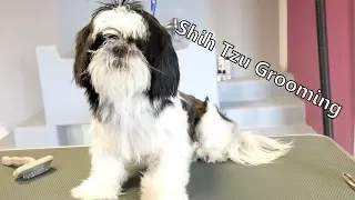 Grooming Guide - Let's groom Shih tzu! #47