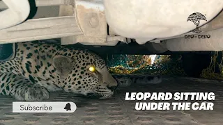 Leopard In Nashik | Leopard Rescue | Forest Department Nashik | Eco Echo Foundation | Nashik