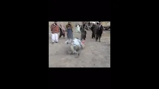 Afghan Villagers Wrestle American Soldiers!!!