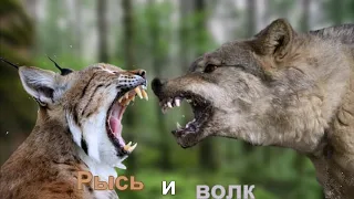 рысь и волк