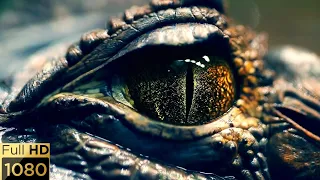 Massive  Crocodile 🐊 Close up Footage- Relaxation Music