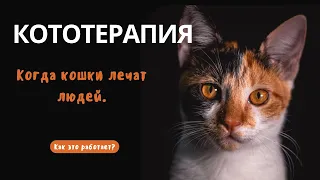 Кототерапия - как это работает? Каким образом кошки лечат людей?