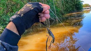 SISTEMA INFALÍVEL COM BOIA E CAMARÃO VIVO. Pescaria.