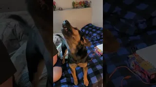 Bernese rottweiler pup howling to german shepard howling with the wolves from zootopia