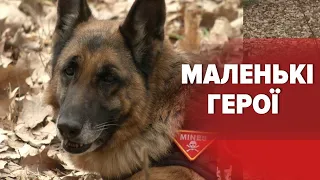 🐕‍🦺Чотирилапі сапери: як собаки допомагають знаходити замасковані вибухові пристрої