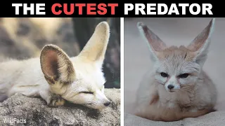 Fennec Fox - The Cutest Predator on Our Planet