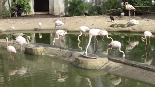 ► Aperçu de la Grande Volière avec ses flamants roses au Zoo de Vincennes (Parc Zoologique de Paris)