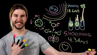 Jellyfish Acceleration | Because Science Live