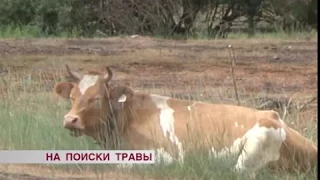 Коровы в Улан-Удэ гуляют "сами по себе"