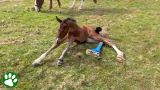 Foal that can't stand learns to run