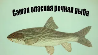 «ОПАСНОСТЬ ПОД ВОДОЙ». Три РЕЧНЫЕ РЫБЫ, Которые Могут Представлять УГРОЗУ для ЧЕЛОВЕКА