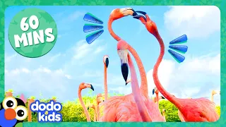 60 Minutes Of The Coolest Animals On Earth! | Dodo Kids | Animal Videos For Kids